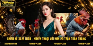 Chiến kê Xám Thần - Huyền Thoại Với Hơn 20 Trận Toàn Thắng