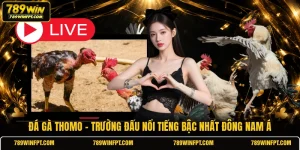 Đá Gà Thomo - Trường Đấu Nổi Tiếng Bậc Nhất Đông Nam Á